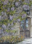 wisteria_at_montcute_ed.jpg